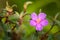 Beautiful purple Melastoma flower