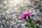 Beautiful purple mountain flower alpine aster