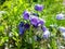 Beautiful purple mountain flower in national park of Vysoke Tatry