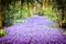 Beautiful purple muscari in Keukenhof Gardens