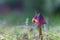 Beautiful purple mushroom growing in the forest floor