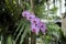 Beautiful Purple Orchid Anggrek Bulan at  Park