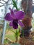 Beautiful purple orchid blooming.