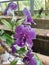 Beautiful purple orchid blooming.