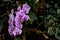 Beautiful Purple orchid flower blooming on the tree in Asia wild
