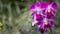 Beautiful purple orchid flower in garden at winter or spring day for postcard beauty and agriculture idea concept design