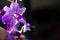 Beautiful purple orchid flowers on blur background