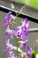 Beautiful purple orchid flowers on blur background