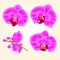 Beautiful purple Orchid flowers closeup vintage set first vector