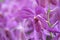 Beautiful purple orchid flowers cluster