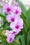 Beautiful purple orchid flowers cluster.