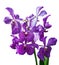 Beautiful purple orchid flowers Oncidium Hilda plumtree Orchids blossom natural fresh for home and living decoration and backgroun