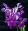 Beautiful purple orchid flowers Oncidium Hilda plumtree Orchids blossom natural fresh for home and living decoration and backgroun