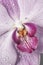 Beautiful purple orchid orchids glistering with dew water droplet. flat lay top view. seamless
