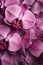 Beautiful purple orchid orchids glistering with dew water droplet. flat lay top view. seamless