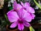 Beautiful purple orchids are in full bloom