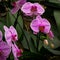 Beautiful Purple Orchids Garden with green Leaves