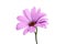 beautiful purple osteospermum or african daisy pink flower