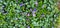 Beautiful purple periwinkle flowers on a background of green leaves. Periwinkle small, periwinkle ordinary, as a garden