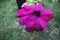Beautiful purple petunia in garden