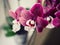 Beautiful purple Phalaenopsis orchid blossom, flower closeup. Potted plants at home