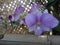 Beautiful purple Phalaenopsis ,violet orchid flower.