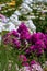 Beautiful purple phlox with white phloxes in the background