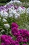 Beautiful purple phlox with white phloxes in the background