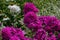 Beautiful purple phlox with white phloxes in the background