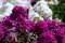 Beautiful purple phlox with white phloxes in the background