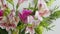 Beautiful purple, pink and white alstroemeria flower background. flower colorful. Close-up. bouquet of bright crimson or