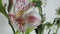 Beautiful purple, pink and white alstroemeria flower background. flower colorful. Close-up. bouquet of bright crimson or