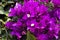 Beautiful purple, pink and yellow flowers of the bougainvillea plant on a background of leaves. Evergreen curly shrub