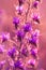 A beautiful purple plant in bloom in the foreground with a blurred background. Vertical photos of natural scenes and moments