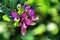 Beautiful purple Polygala Myrtifolia flowers