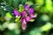 Beautiful purple Polygala Myrtifolia flowers