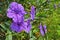 Beautiful purple popping pod flowers in sunlight