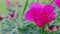 Beautiful purple poppy mallow in bloom on a spring field. Callirhoe invucrata