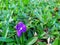 Beautiful purple porcelain in the garden at home in Thailand.