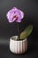 Beautiful purple potted orchid flower on a black background. Concept wedding, mothers day and valentines day background.
