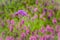 Beautiful purple Purpletop vervain (Verbena bonariensis) flowers in garden. Verbena bonariensis has tall, narrow, sparsely-leafed