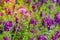 Beautiful purple Purpletop vervain (Verbena bonariensis) flowers in garden. Verbena bonariensis has tall, narrow, sparsely-leafed