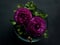 Beautiful purple ranunculuses flowers close up on dark background. Ranunculus cultivation