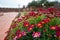 Beautiful purple and red Pyrethrum Tansies daisies in Silves, Portugal