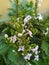 Beautiful  purple-red-spotted white flowers of Pseuderanthemum reticulatum -