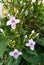 Beautiful  purple-red-spotted white flowers of Pseuderanthemum reticulatum -