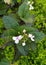 Beautiful  purple-red-spotted white flowers of Pseuderanthemum reticulatum -