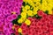 Beautiful purple, red and yellow flowers background. Colorful chrysanthemum background top view for postcard and