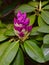 Beautiful purple rhododendron flower with green leaves