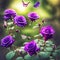 beautiful purple rose bloomed and a butterfly butterflies flying around.